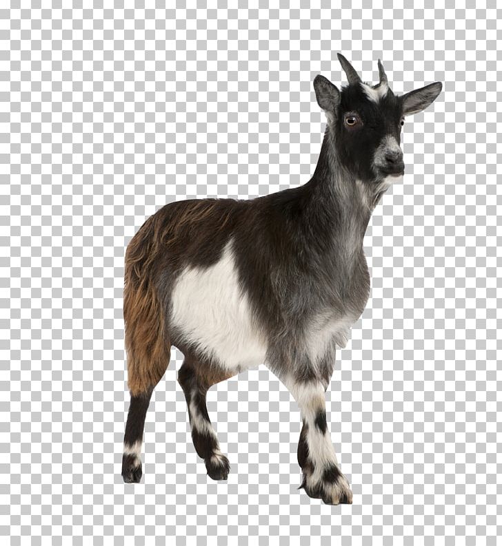 Pygmy Goat Toggenburg Goat Russian White Goat Stock Photography Mountain Goat PNG, Clipart, Cow Goat Family, Farm, Fauna, Feral Goat, Fotolia Free PNG Download