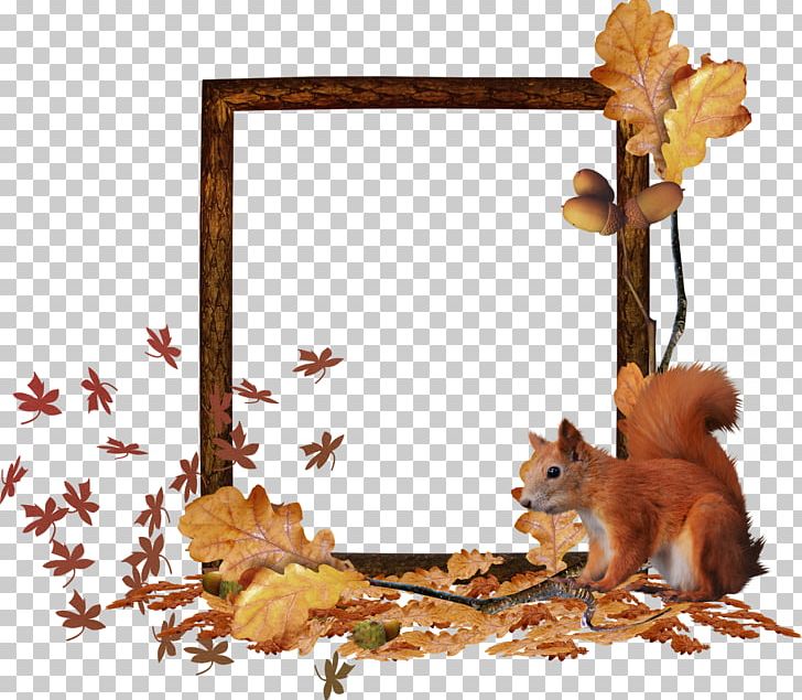 Squirrel Fauna Frames Wildlife Tail PNG, Clipart, Animals, Branch, Cluster, Enchanted, Fall Free PNG Download