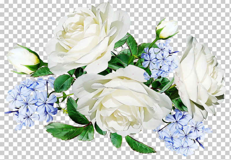 Garden Roses PNG, Clipart, Artificial Flower, Blue, Blue Rose, Cabbage Rose, Cut Flowers Free PNG Download