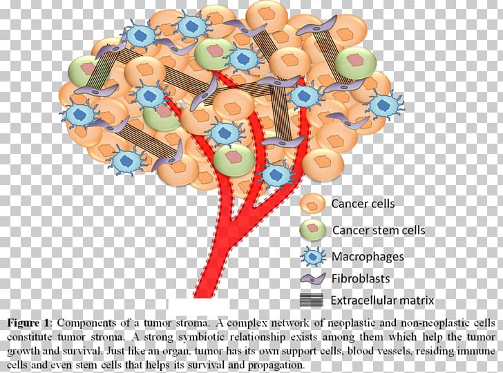 Biology Of Cancer Stromal Cell Neoplasm PNG, Clipart, Area, Art, Biology, Biology Of Cancer, Blood Vessel Free PNG Download