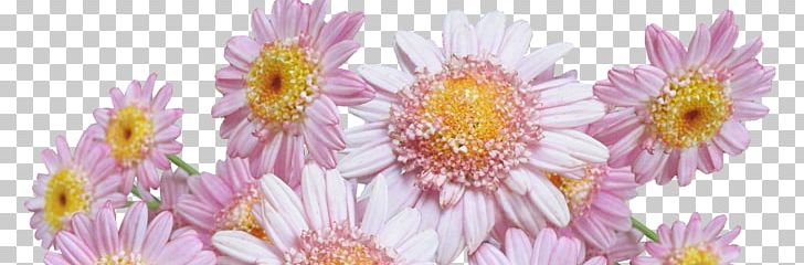 Dahlia Common Daisy Oxeye Daisy Flower Margarita PNG, Clipart, Annual Plant, Aster, Blossom, Chrysanthemum, Chrysanths Free PNG Download