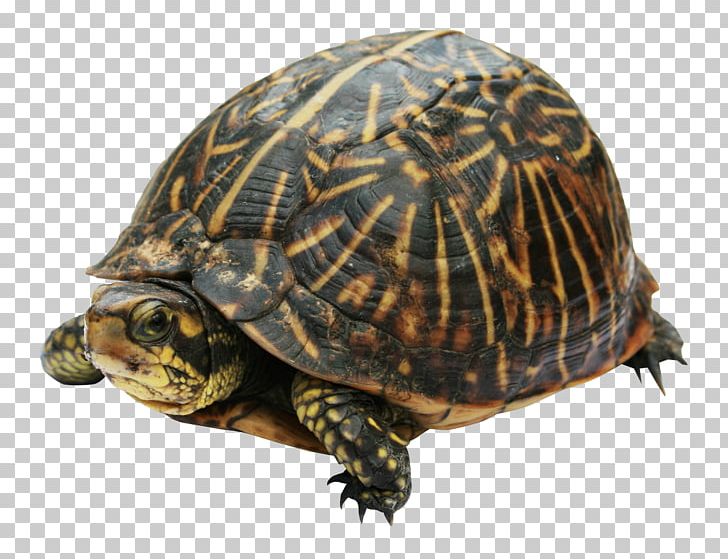Eastern Box Turtle Common Snapping Turtle PNG, Clipart, Animals, Box Turtle, Box Turtles, Chelydridae, Common Snapping Turtle Free PNG Download
