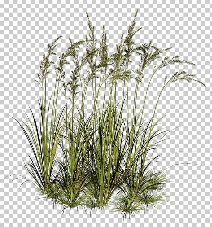 Herbaceous Plant PNG, Clipart, Alpha Compositing, Chrysopogon Zizanioides, Data, Desktop Wallpaper, Download Free PNG Download