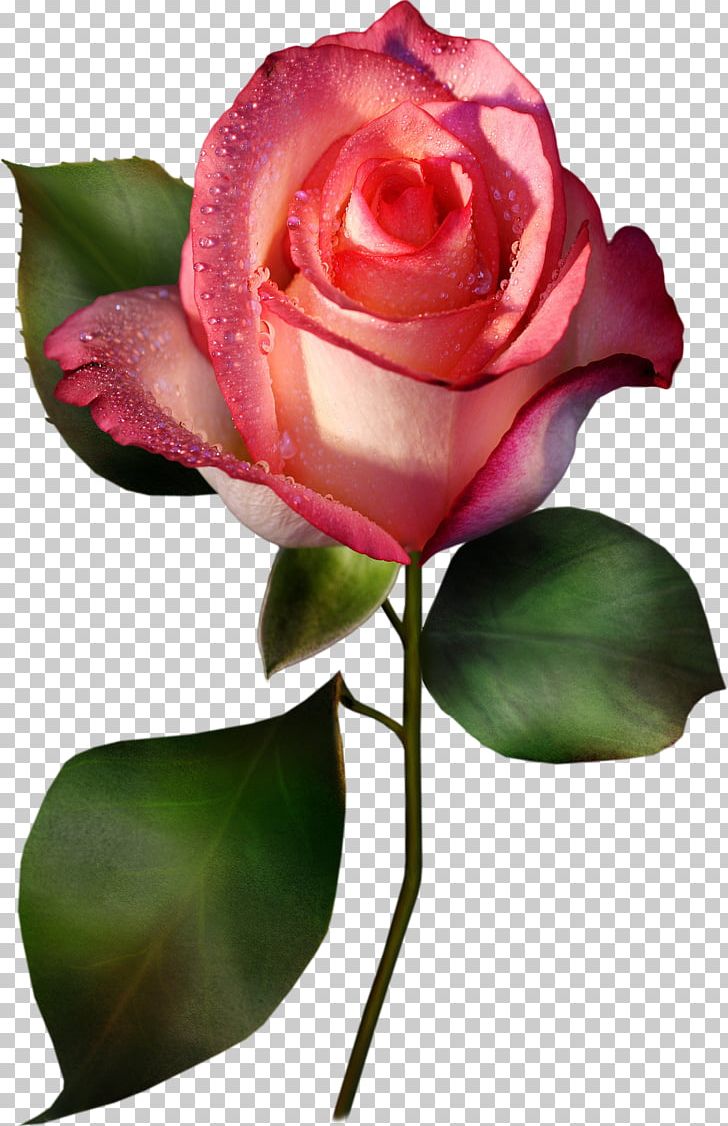Rose PNG, Clipart, Art, Bud, China Rose, Cut Flowers, Download Free PNG Download