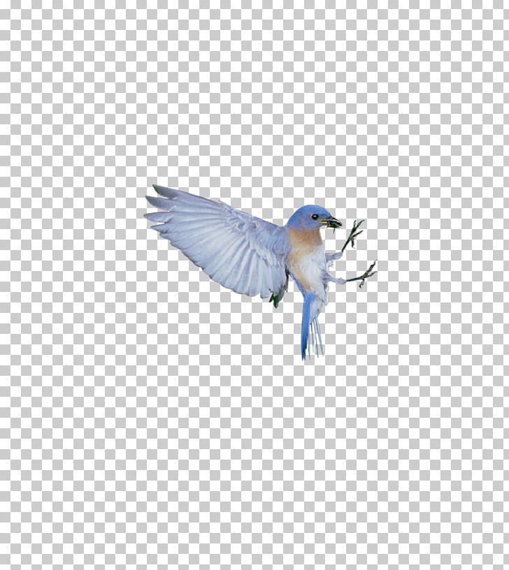 The Blue Bird Syndrome Happiness PNG, Clipart, Animal, Animals, Background White, Beak, Bird Free PNG Download
