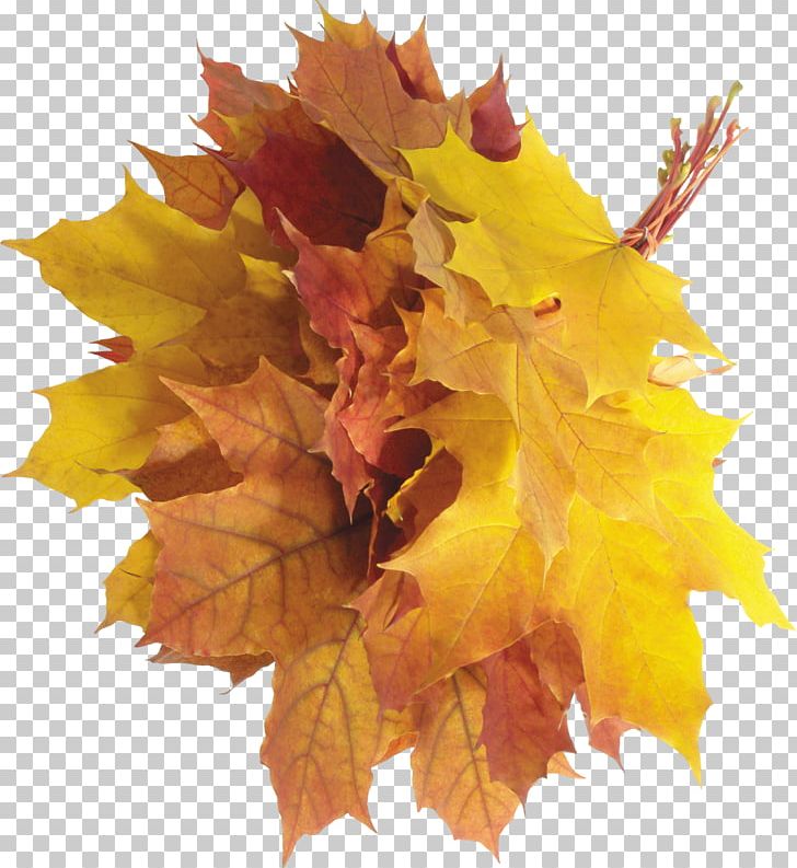 Autumn Leaf PNG, Clipart, Autumn, Autumn Leaf Color, Autumn Leaves, Desktop Wallpaper, Download Free PNG Download