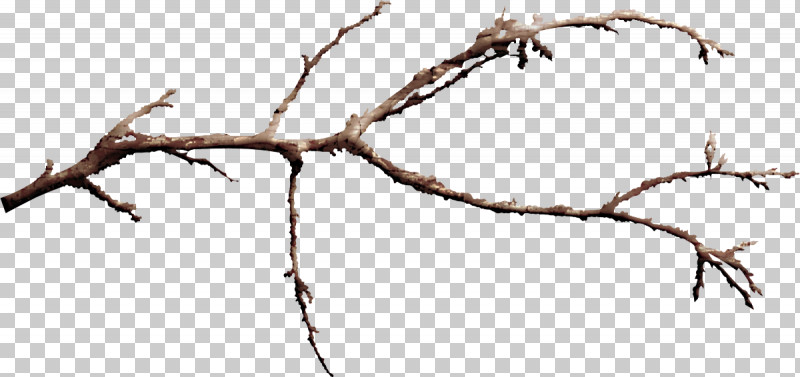 Branch Twig Tree Line Plant PNG, Clipart, Branch, Line, Plant, Tree, Twig Free PNG Download