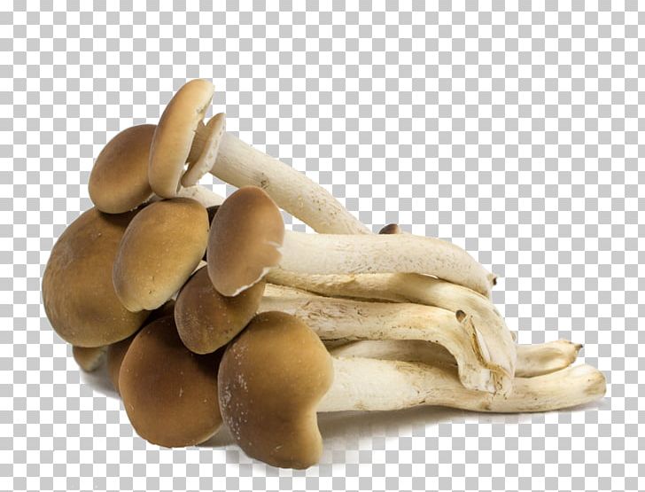 Pleurotus Eryngii Edible Mushroom PNG, Clipart, Edible Mushroom, Ingredient, Mushroom, Others, Oyster Mushroom Free PNG Download