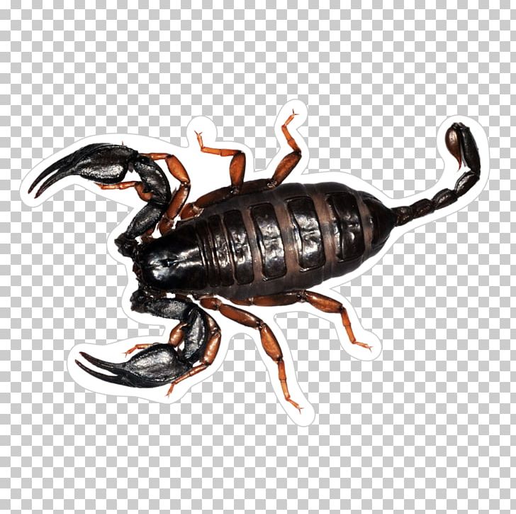 Euscorpius Italicus Euscorpius Flavicaudis Buthus Occitanus Euscorpiidae Scorpio PNG, Clipart, Animal, Arthropod, Belisarius, Decapoda, Euscorpius Flavicaudis Free PNG Download