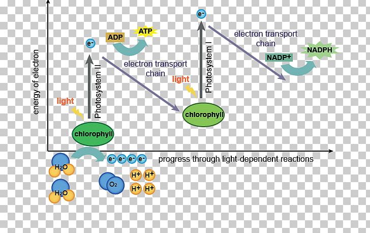 Light-dependent Reactions Light-independent Reactions Photosynthesis Thylakoid PNG, Clipart, Angle, Area, Biology, Calvin Cycle, Carbon Dioxide Free PNG Download