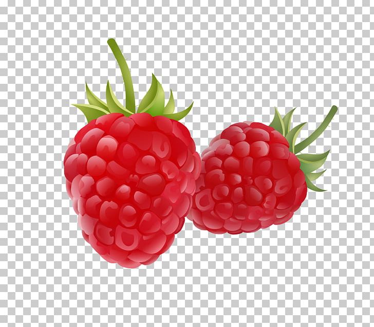 Raspberry Drawing Fruit PNG, Clipart, Accessory Fruit, Auglis, Berry, Blackberry, Boysenberry Free PNG Download