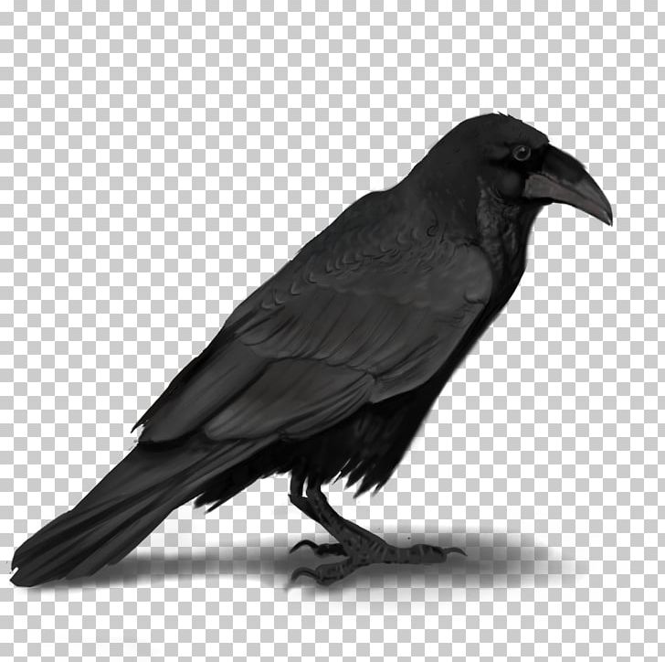 American Crow Rook New Caledonian Crow Common Raven PNG, Clipart, American Crow, Animals, Beak, Bird, Black And White Free PNG Download