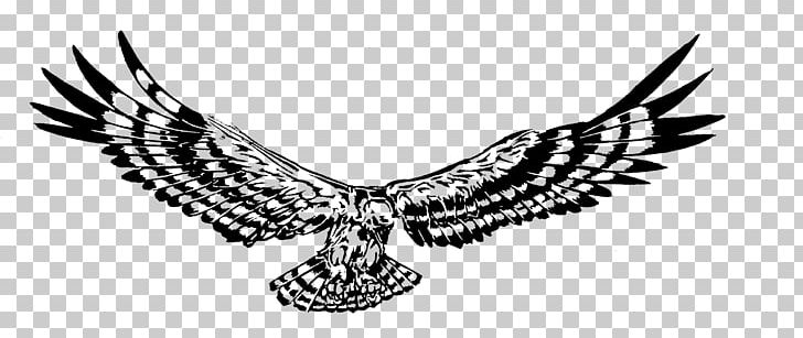Bird Of Prey Hawk Eagle Tree PNG, Clipart, Animals, Beak, Bird, Bird Of Prey, Black And White Free PNG Download