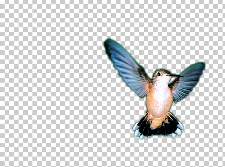 Bird Wing Feather Beak Fauna PNG, Clipart, Animal, Animals, Beak, Bird, Cars Free PNG Download