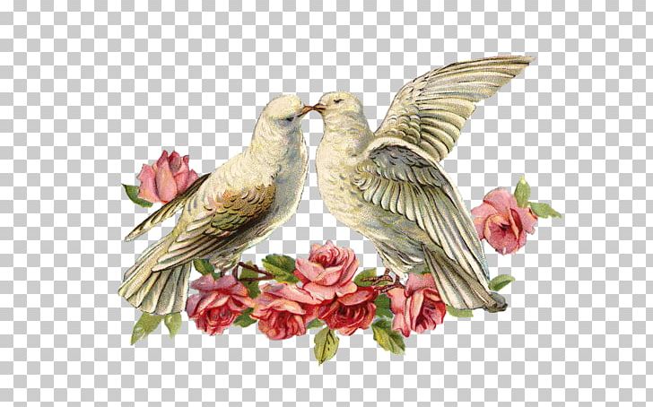 Cloth Napkins Lovebird Wedding Invitation Paper Rose PNG, Clipart, Beak, Bird, Bridal Shower, Cloth, Cloth Napkins Free PNG Download
