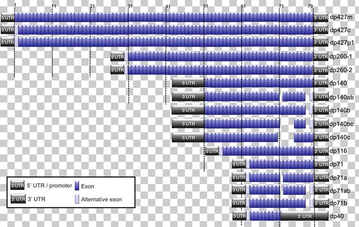 Dystrophin Duchenne Muscular Distrophy Exon Promoter Alternative Splicing PNG, Clipart, Alternative Splicing, Angle, Deletion, Disease, Duchenne Muscular Distrophy Free PNG Download