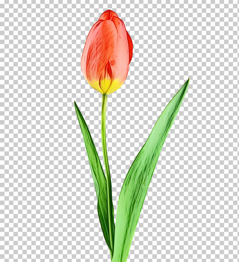 Flower Tulip Plant Petal Bud PNG, Clipart, Bud, Cut Flowers, Flower, Leaf, Lily Family Free PNG Download