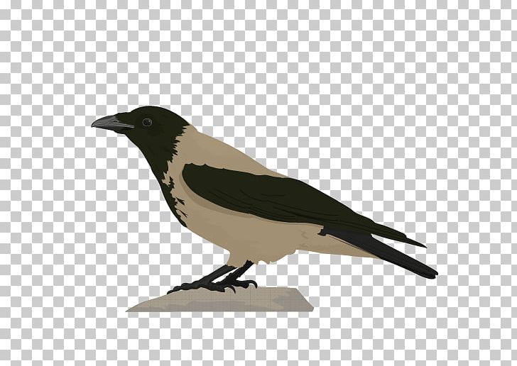 Eurasian Magpie American Crow Common Blackbird Hooded Crow PNG, Clipart, American Crow, Animal, Animals, Beak, Bird Free PNG Download
