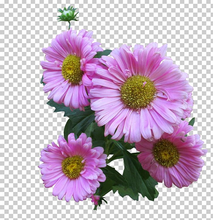 Purple Violet Annual Plant PNG, Clipart, Annual Plant, Aster, Chrysanths, Common Daisy, Cut Flowers Free PNG Download