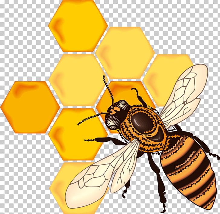 Honey Bee Honeycomb Drawing PNG, Clipart, Arthropod, Bee, Bumblebee, Coloring Book, Drawing Free PNG Download