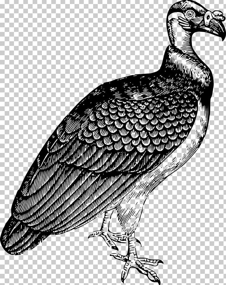 Turkey Vulture PNG, Clipart, Beak, Bearded, Bird, Bird Of Prey, Black And White Free PNG Download