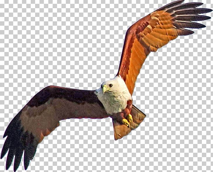 Bald Eagle Hawk Vulture Buzzard PNG, Clipart, Accipitriformes, Animals, Bald Eagle, Beak, Bird Free PNG Download