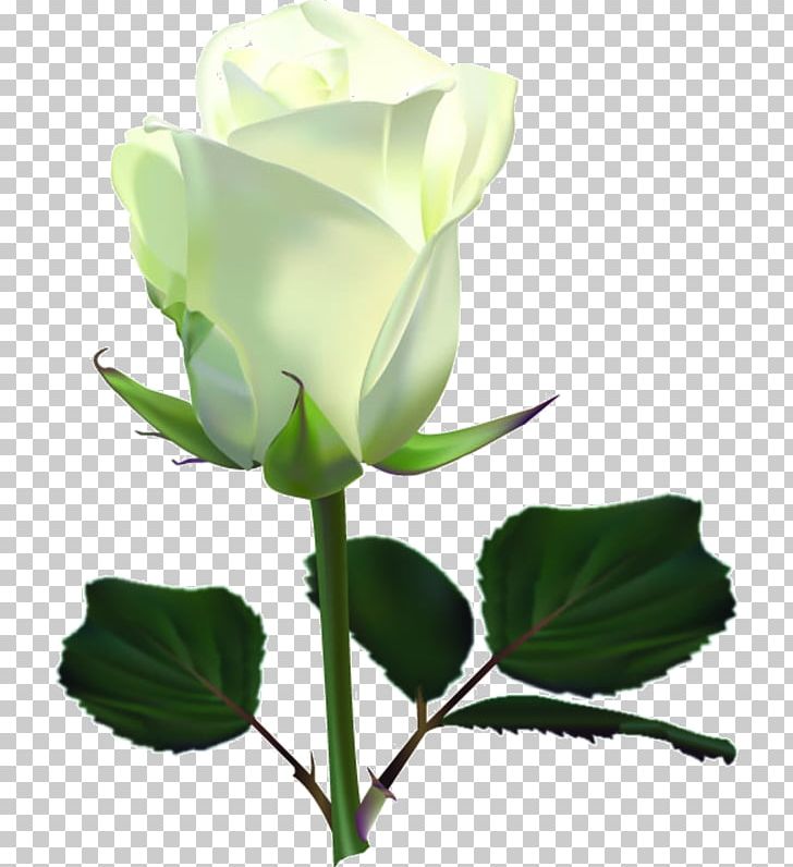 Rose PNG, Clipart, Branch, Bud, Cut Flowers, Data, Desktop Wallpaper Free PNG Download