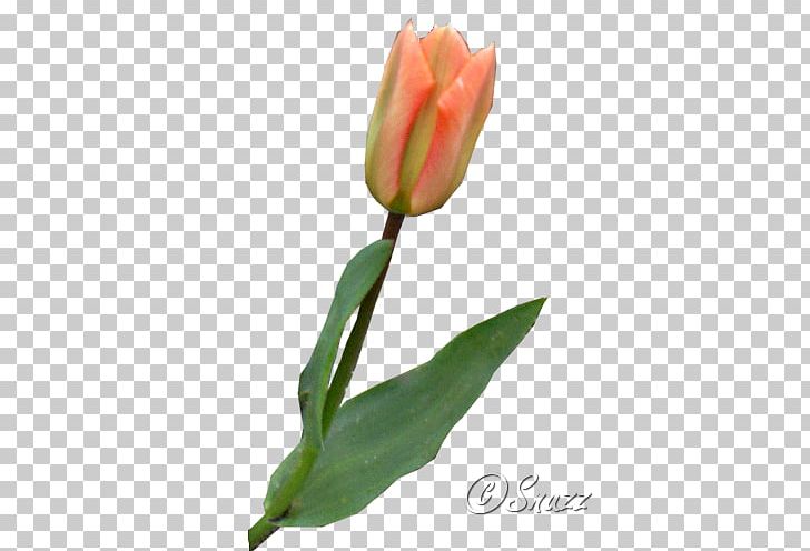 Tulip Petal Plant Stem Bud PNG, Clipart, Bud, Flower, Flowering Plant, Flowers, Lale Free PNG Download