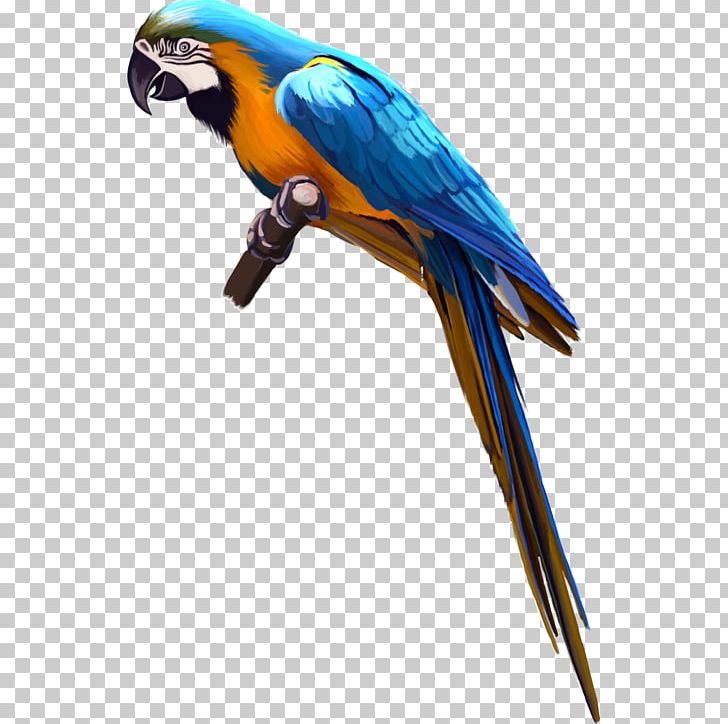 Bird Cockatoo Macaw PNG, Clipart, Animal, Animals, Autumn Tree, Beak, Common Pet Parakeet Free PNG Download