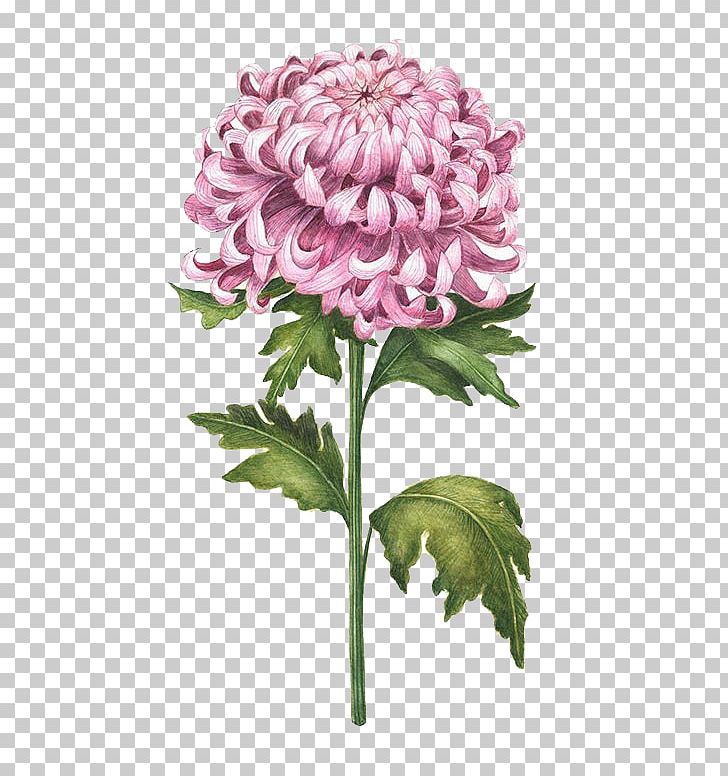Chrysanthemum Watercolor Painting Flower Drawing Illustration PNG, Clipart, Annual Plant, Artificial Flower, Cartoon, Color, Dahlia Free PNG Download