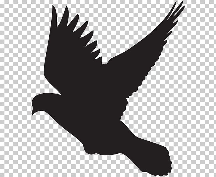 Columbidae Silhouette Dove PNG, Clipart, Animals, Art, Beak, Bird, Bird Of Prey Free PNG Download