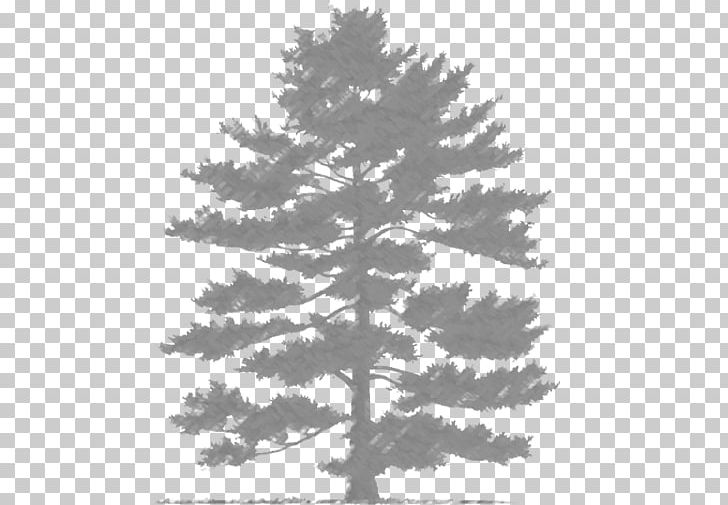 Spruce Fir Scots Pine Evergreen Pinus Parviflora PNG, Clipart, Arbor, Art, Black And White, Boss, Branch Free PNG Download