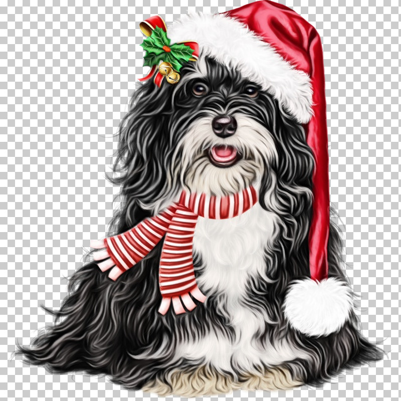 Dog Shih Tzu Havanese Lhasa Apso Tibetan Terrier PNG, Clipart, Dog, Havanese, Lhasa Apso, Nonsporting Group, Paint Free PNG Download