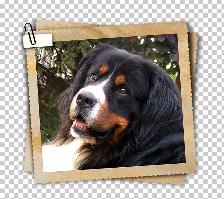 Dog Breed Bernese Mountain Dog Greater Swiss Mountain Dog Entlebucher Mountain Dog PNG, Clipart, Bernese, Bernese Mountain Dog, Breed, Carnivoran, Dog Free PNG Download