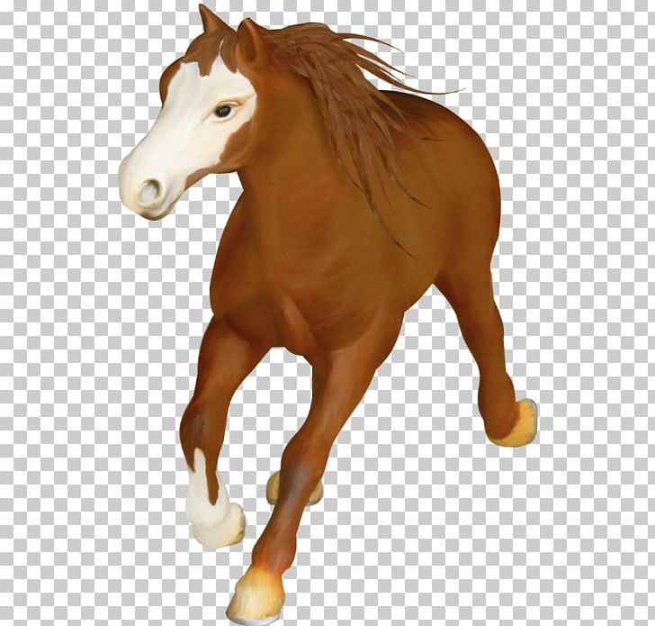 Foal Mustang Centerblog Stallion Pony PNG, Clipart, Horse, Horse Supplies, Horse Tack, Mane, Mare Free PNG Download