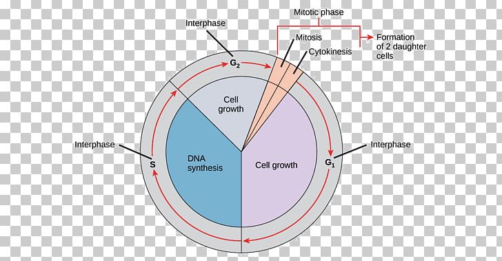 Mitosis Cell Cycle Interphase Cell Division Prophase Png Clipart