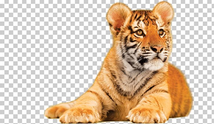Tiger Towel Kitchen Paper Royale PNG, Clipart, Bathroom, Bengal Tiger, Big Cat, Big Cats, Carnivoran Free PNG Download