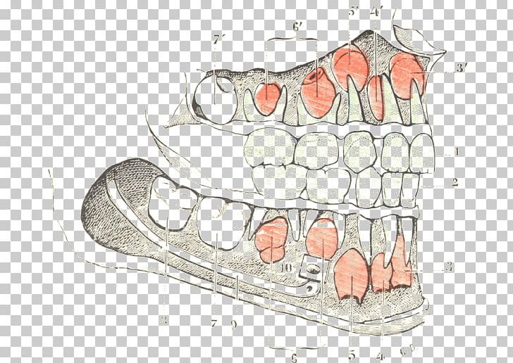 Finger Tooth Jaw PNG, Clipart, Arm, Art, Cartoon, Dent, Dentition Free PNG Download