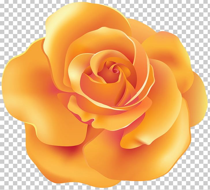 Orange Garden Roses PNG, Clipart, Blog, Clipart, Clip Art, Closeup, Computer Wallpaper Free PNG Download