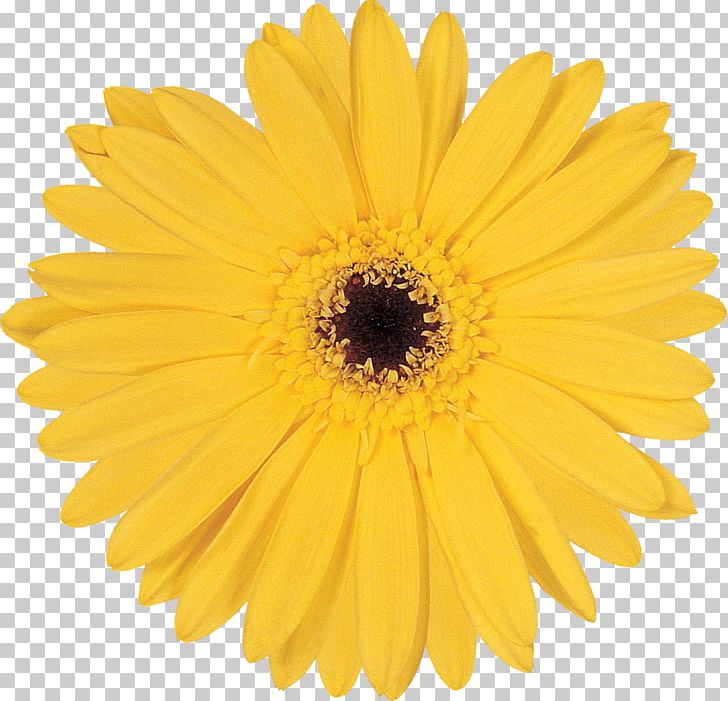 Stock Photography PNG, Clipart, Calendula, Chrysanths, Cut Flowers, Daisy, Daisy Family Free PNG Download
