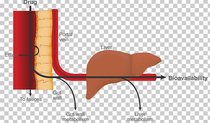 First Pass Effect Metabolism Liver Gastrointestinal Tract Pharmaceutical Drug PNG, Clipart, Anatomy, Angle, Bioavailability, Diagram, Disembowelment Free PNG Download