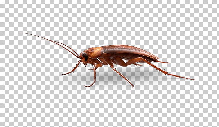 Large Cockroach PNG, Clipart, Animals, Cockroaches, Insects Free PNG Download