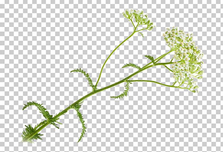 Leaf Vegetable Grasses Herbalism PNG, Clipart, Branch, Branching, Flora, Flower, Flowering Plant Free PNG Download