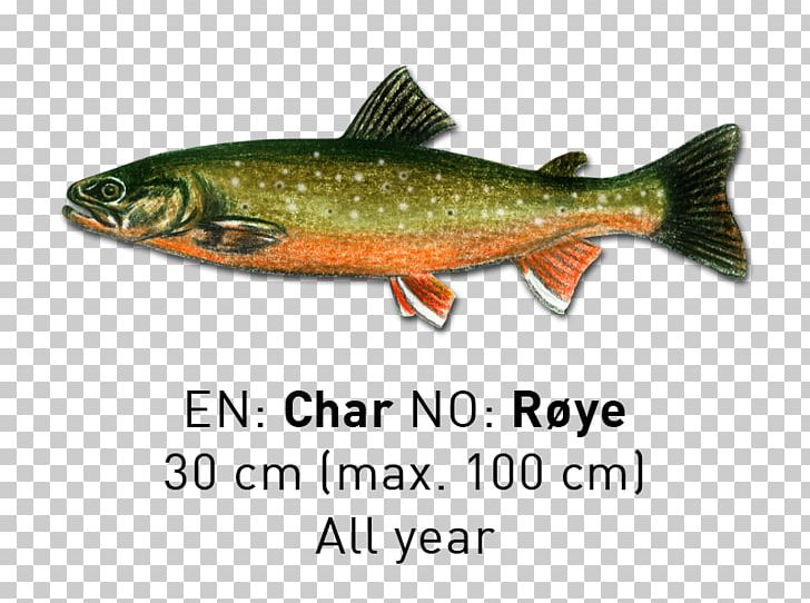 Sardine Coho Salmon Cutthroat Trout Fish Products PNG, Clipart, 09777, Bony Fish, Coho, Coho Salmon, Cutthroat Trout Free PNG Download