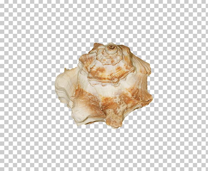 Seashell Shellfish Conchology PNG, Clipart, Beach, Clams Oysters Mussels And Scallops, Conch, Download, Encapsulated Postscript Free PNG Download