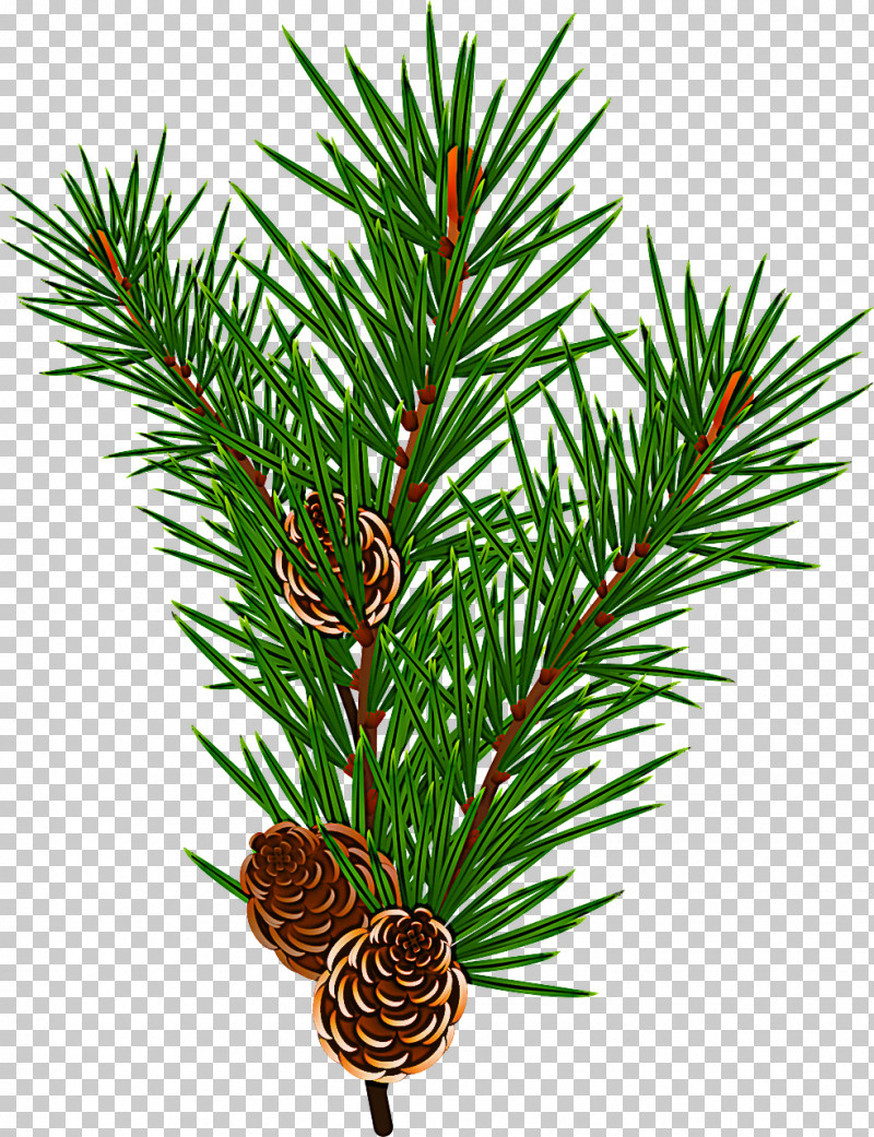 Shortleaf Black Spruce Columbian Spruce Sugar Pine Jack Pine Loblolly Pine PNG, Clipart, Balsam Fir, Columbian Spruce, Jack Pine, Loblolly Pine, Red Pine Free PNG Download