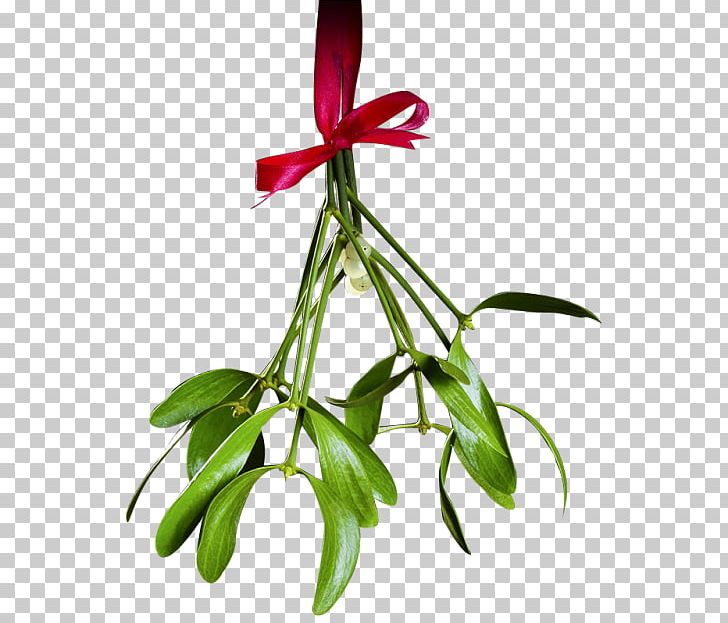 Mistletoe Phoradendron Tomentosum Christmas PNG, Clipart, Bit, Christmas, Christmas Lights, Christmas Tree, Computer Icons Free PNG Download