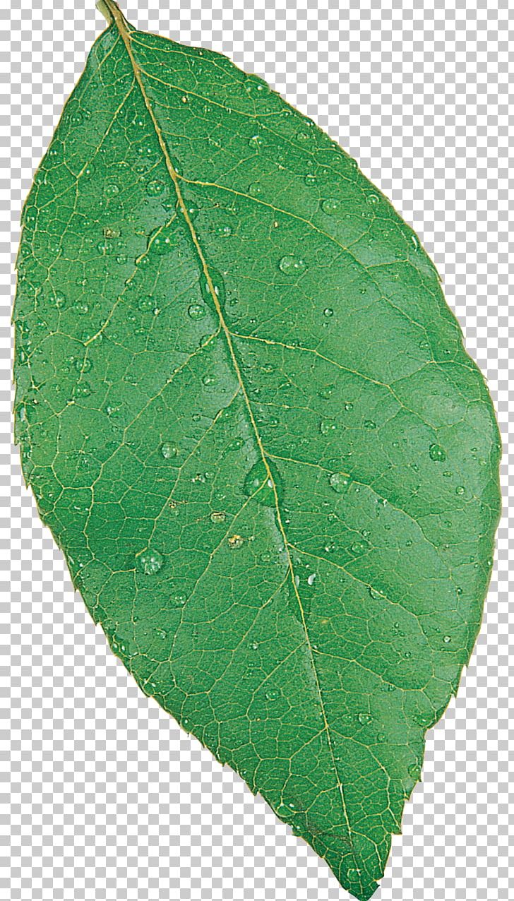 Plant Pathology Leaf PNG, Clipart, Food Drinks, Leaf, Leaves, Nature, Pathology Free PNG Download