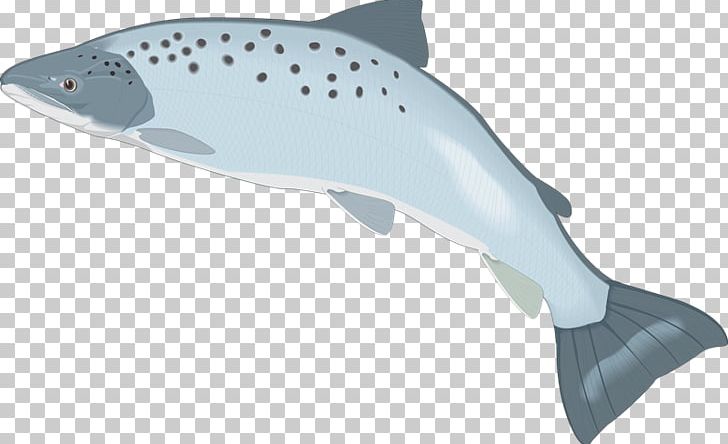 Shark Porpoise Cetacea PNG, Clipart, Cetacea, Dolphin, Fauna, Fin, Fish Free PNG Download
