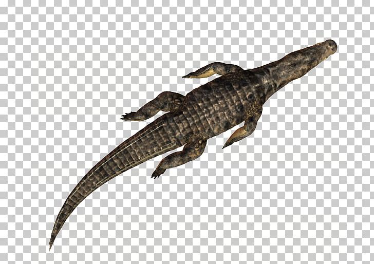 Alligators Crocodile Caiman (Genus) PhotoScape PNG, Clipart, Alligator, Alligators, Animal, Animals, Caiman Free PNG Download